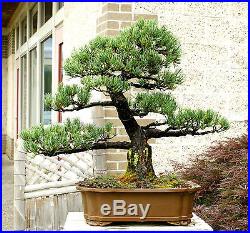 Specimen Bonsai Tree Five Needle Pine Japanese White Pine FNPST-411A