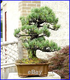 Specimen Bonsai Tree Five Needle Pine Japanese White Pine FNPST-411A
