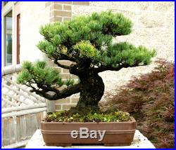 Specimen Bonsai Tree Five Needle Pine Japanese White Pine FNPST-411B