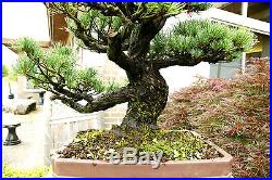 Specimen Bonsai Tree Five Needle Pine Japanese White Pine FNPST-411B