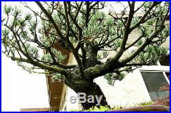 Specimen Bonsai Tree Five Needle Pine Japanese White Pine FNPST-411C