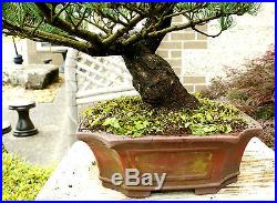 Specimen Bonsai Tree Five Needle Pine Japanese White Pine FNPST-411C