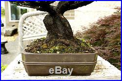 Specimen Bonsai Tree Five Needle Pine Japanese White Pine FNPST-411D