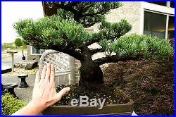 Specimen Bonsai Tree Five Needle Pine Japanese White Pine FNPST-411D