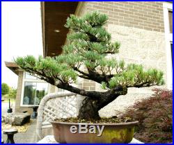 Specimen Bonsai Tree Five Needle Pine Japanese White Pine FNPST-411E