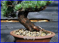Specimen Bonsai Tree Five Needle Pine Japanese White Pine FNPST-724C
