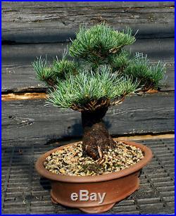 Specimen Bonsai Tree Five Needle Pine Japanese White Pine FNPST-724C