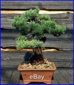 Specimen Bonsai Tree Five Needle Pine Japanese White Pine FNPST-724D