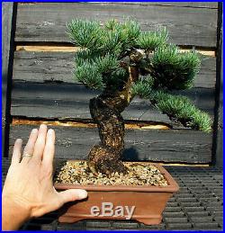 Specimen Bonsai Tree Five Needle Pine Japanese White Pine FNPST-724D