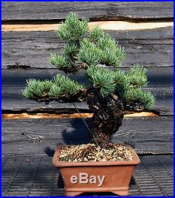 Specimen Bonsai Tree Five Needle Pine Japanese White Pine FNPST-724E