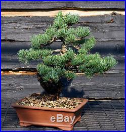 Specimen Bonsai Tree Five Needle Pine Japanese White Pine FNPST-724E