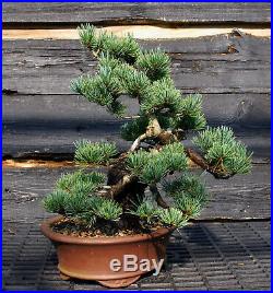 Specimen Bonsai Tree Five Needle Pine Japanese White Pine FNPST-724F