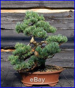 Specimen Bonsai Tree Five Needle Pine Japanese White Pine FNPST-724F