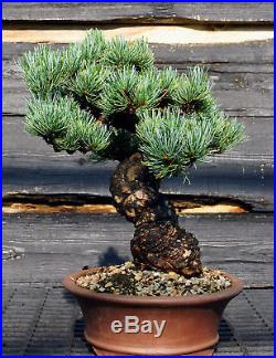Specimen Bonsai Tree Five Needle Pine Japanese White Pine FNPST-724G