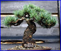 Specimen Bonsai Tree Five Needle Pine Japanese White Pine FNPST-724G