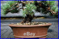 Specimen Bonsai Tree Five Needle Pine Japanese White Pine FNPST-724H