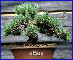 Specimen Bonsai Tree Five Needle Pine Japanese White Pine FNPST-724H