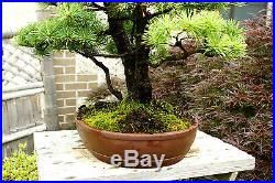 Specimen Bonsai Tree Five Needle Pine Japanese White Pine FNPST-811A