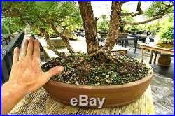 Specimen Bonsai Tree Five Needle Pine Japanese White Pine FNPST-811A