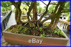 Specimen Bonsai Tree Five Needle Pine Japanese White Pine FNPST-811B
