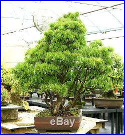 Specimen Bonsai Tree Five Needle Pine Japanese White Pine FNPST-811B