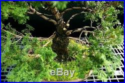 Specimen Bonsai Tree Hinoki Cypress HCST-1216C