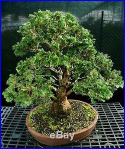 Specimen Bonsai Tree Hinoki Cypress HCST-1216E