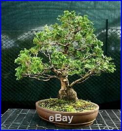 Specimen Bonsai Tree Hinoki Cypress HCST-1216E