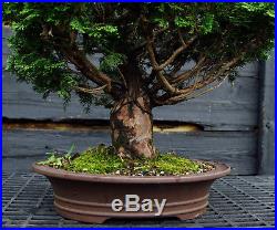 Specimen Bonsai Tree Hinoki Cypress HCST-809A