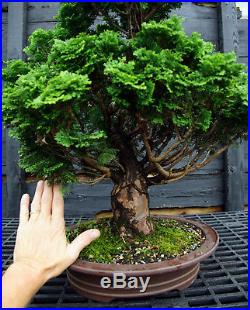 Specimen Bonsai Tree Hinoki Cypress HCST-809A