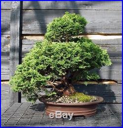 Specimen Bonsai Tree Hinoki Cypress HCST-809B