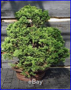 Specimen Bonsai Tree Hinoki Cypress HCST-809B