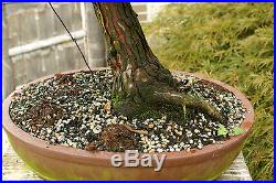 Specimen Bonsai Tree Hinoki Cypress HCST-816A
