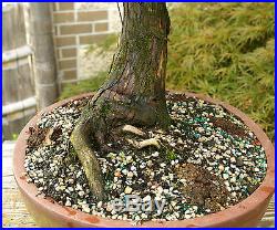 Specimen Bonsai Tree Hinoki Cypress HCST-816A