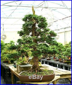 Specimen Bonsai Tree Hinoki Cypress Reis HCRST-811