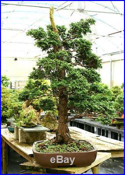 Specimen Bonsai Tree Hinoki Cypress Reis HCRST-811