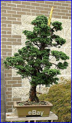Specimen Bonsai Tree Hinoki Cypress Reis HCRST-816A