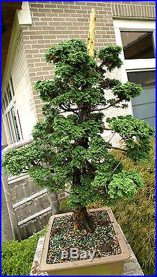 Specimen Bonsai Tree Hinoki Cypress Reis HCRST-816A