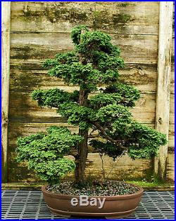 Specimen Bonsai Tree Hinoki Cypress Reis HCRST-816C