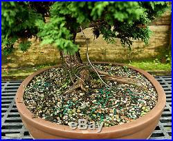 Specimen Bonsai Tree Hinoki Cypress Reis HCRST-816C