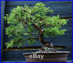 Specimen Bonsai Tree Shimpaku Juniper Itoigawa SJI-1030D