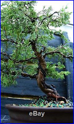 Specimen Bonsai Tree Shimpaku Juniper Itoigawa SJI-1030D
