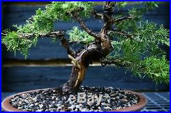 Specimen Bonsai Tree Shimpaku Juniper Itoigawa SJI-1030E