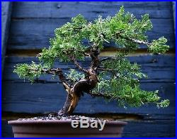 Specimen Bonsai Tree Shimpaku Juniper Itoigawa SJI-1030E