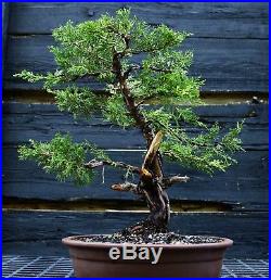 Specimen Bonsai Tree Shimpaku Juniper Itoigawa SJI-1030G