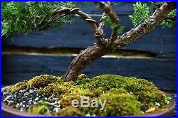 Specimen Bonsai Tree Shimpaku Juniper Kishu SJK-1030B