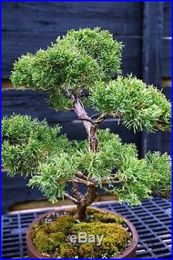 Specimen Bonsai Tree Shimpaku Juniper Kishu SJK-1030B