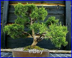 Specimen Bonsai Tree Shimpaku Juniper Kishu SJK-403B