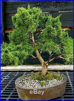 Specimen Bonsai Tree Shimpaku Juniper Kishu SJK-403B