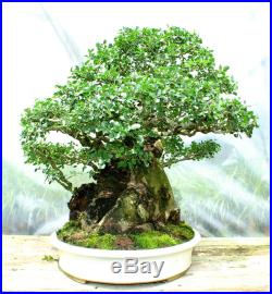 Specimen Bonsai Tree Taiwan Hackberry THBBT-617